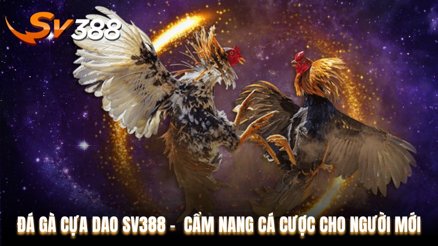 Đá gà cựa dao SV388 SV388 - Cẩm Nang Cá Cược Cho Người Mới