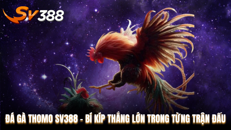 Đá Gà Thomo SV388 – Bí Kíp Thắng Lớn Trong Từng Trận Đấu